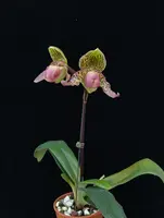 Paphiopedilum Vanguard (glaucophyllum x rothschildianum) ‘Puli’ x henryanum ‘Hsiao’