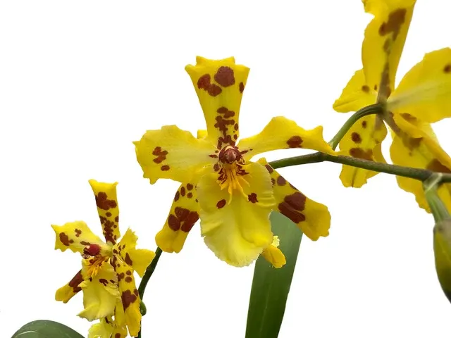 Oncidium Super Tiger (Oncidium)