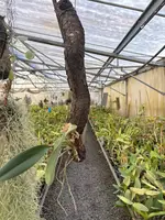 Laelia anceps ‘Imojileca’ - mounted beginning to root