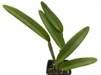 Cattleya maxima Ecua 00138 x ecua 00139