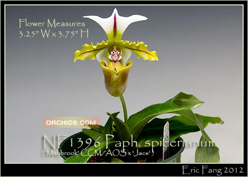 Paphiopedilum spicerianum 'Note: Only 3 Available.' (Paphiopedilum)