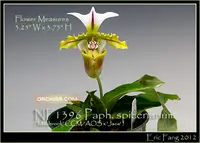 Paph. spicerianum 'Note: only 3 available. ' ('Maybrook' CCM/AOS x 'Jace' )