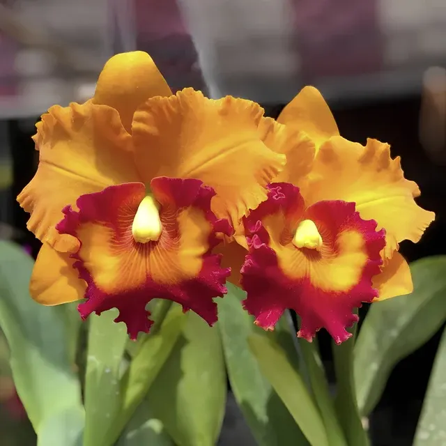 Rhyncholaeliocattleya Nakornchaisri Delight