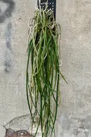 Seidenfadenia mitrata, mounted