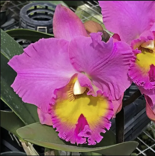 Rhyncholaeliocattleya Joyful Love 'Volcano Queen' (Rhyncholaeliocattleya)