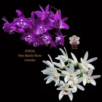 Dendrobium Orchid Seedling NWO-6 Den Bardo Rose remake