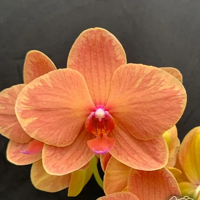 Phalaenopsis Charming Fortune