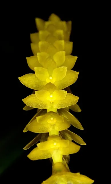 Dendrochilum javieriae (Dendrochilum)