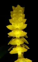 Dendrochilum javieriae