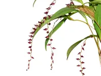 Pleurothallis penduliflora