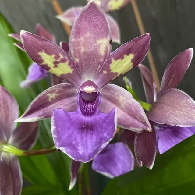 Zygopetalum parfumat