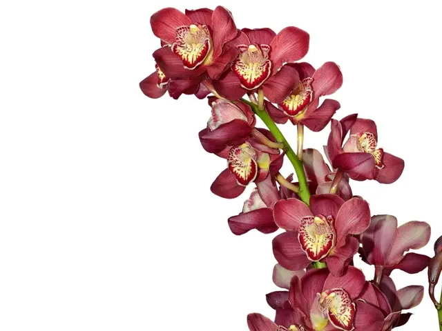 Cymbidium Pilley Olympic Pink Perfection 1 H00237 (Cymbidium)