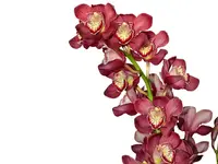 Cymbidium Pilley Olympic Pink Perfection 1 h00237 (medium)
