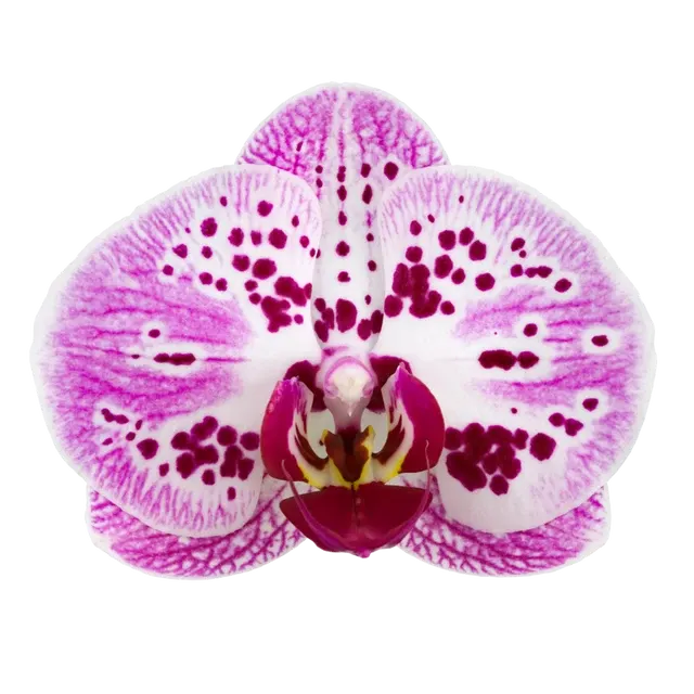 Phalaenopsis Strawberry Fields