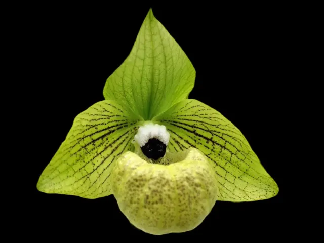Paphiopedilum mallpoense (Paphiopedilum)