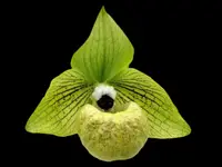 Paphiopedilum mallpoense x sib (2″ pot)