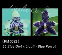 Phal. LL Blue Owl x Lioulin Blue Parrot