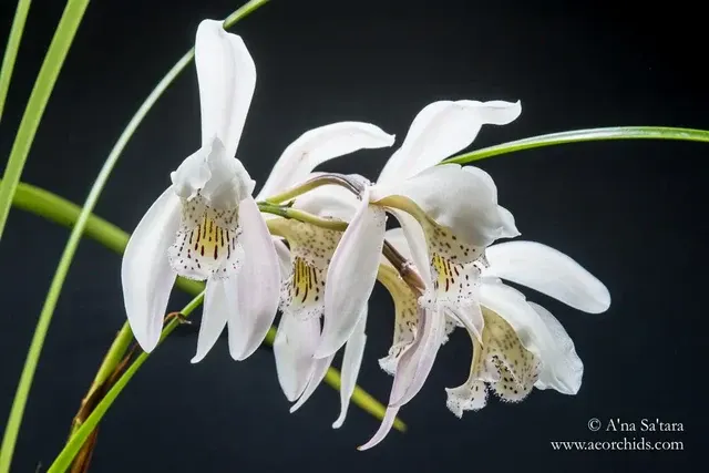 Cymbidium wenshanense 'Big Flower'