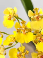 Onc. ampliatum — Blooming size