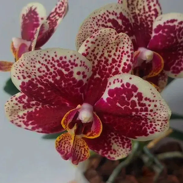 Phalaenopsis Orchid Valley Dew
