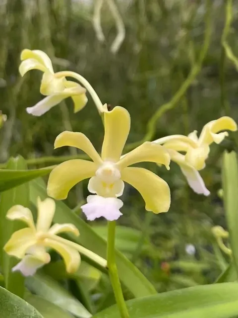 Vanda Vann Thomson (Vanda)