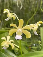 Vanda Vann Thomson (V. vietnamica x Vanda ustii)