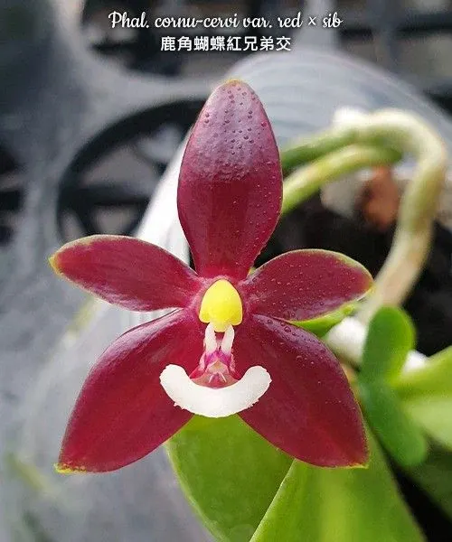 Phalaenopsis cornu-cervi var. red (Phalaenopsis)