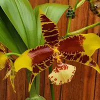 Oncidium
