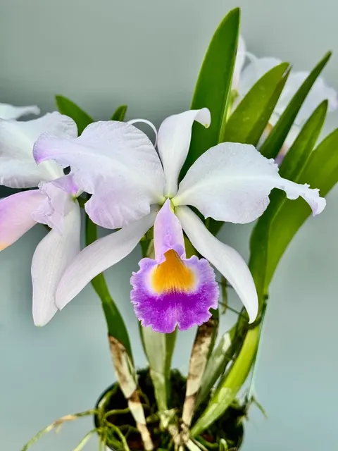 Cattleya trianae var. coerulea 'Cielo Azul' (Cattleya)