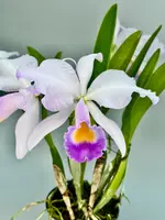 Cattleya trianae var. coerulea "Cielo Azul" — 12 cm / No
