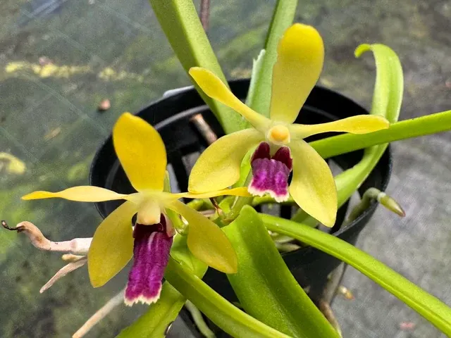 Vanda Motes Ruby Pixie (Vanda)