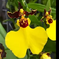 Gom. Moonshadow 'Tiger Tail' AM/AOS — In Bud/ Spike