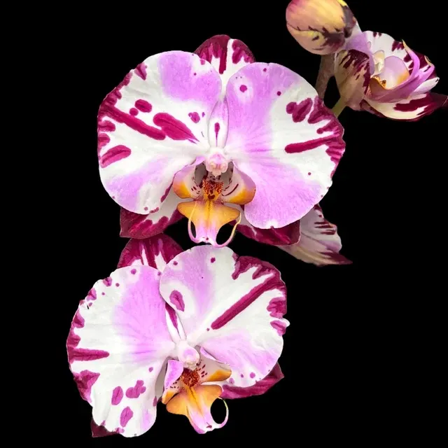 Phalaenopsis Art Nouveau (Phalaenopsis)