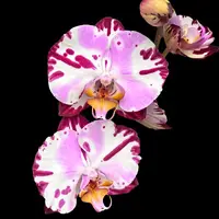 Phalaenopsis Art Nouveau — fara flori (ghiveci 12 cm)