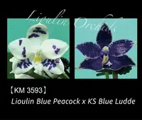 Phalaenopsis LL Blue Macaw (Phal. Lioulin Blue Peacock x KS Blue Ludde)