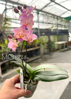 Phal. Apricot Pinky 'Baby's Breath' (Malibu Real x Be Tris )