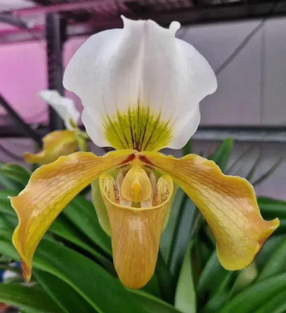 Paphiopedilum Bidborough