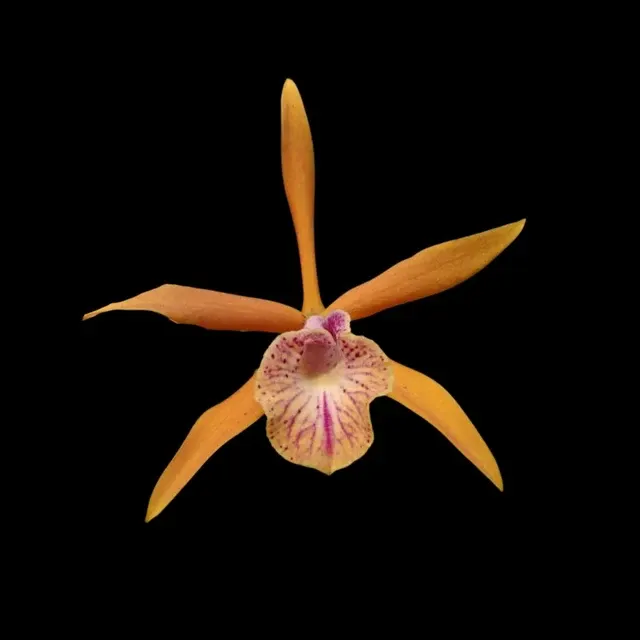 Cattleya Alliance: Bc. Golden Glory 'Apollo' (Cattleya)