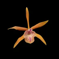 Cattleya Alliance: Bc. Golden Glory 'Apollo'