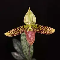 Paphiopedilum sukhakulii