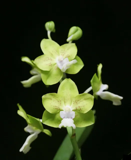 Vandachostylis Dumrong AM/AOS 'Redland Lemonade' (Vandachostylis)