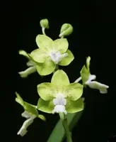 Vandachostylis Dumrong 'Redland Lemonade' AM/AOS