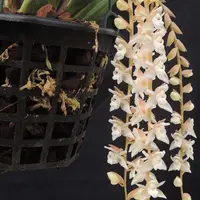 Very Rare Collector's Species Orchid Pholidota chinensis Live Mature Orchid PLant