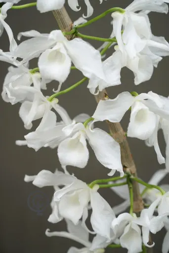 Dendrobium anosmum v alba 'Orchid Dynasty' (Dendrobium)