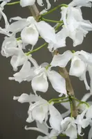 Dendrobium anosmum v. alba 'Orchid Dynasty'