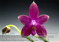 Phal Germaine Vincent 'Cinnamon Candy , Note : Amazing Fragrance .' (violacea fma indigo x speciosa ' Blue ' )