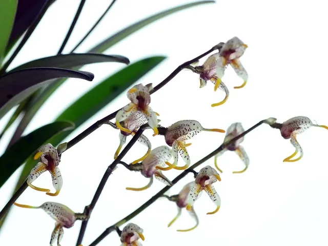 Masdevallia pachyura (Masdevallia)