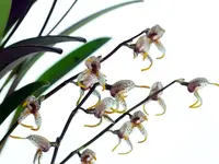 Masdevallia pachyura