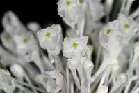 Podangis dactyloceras