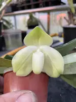 Paphiopedilum bellatulum fma album ‘Green Form’